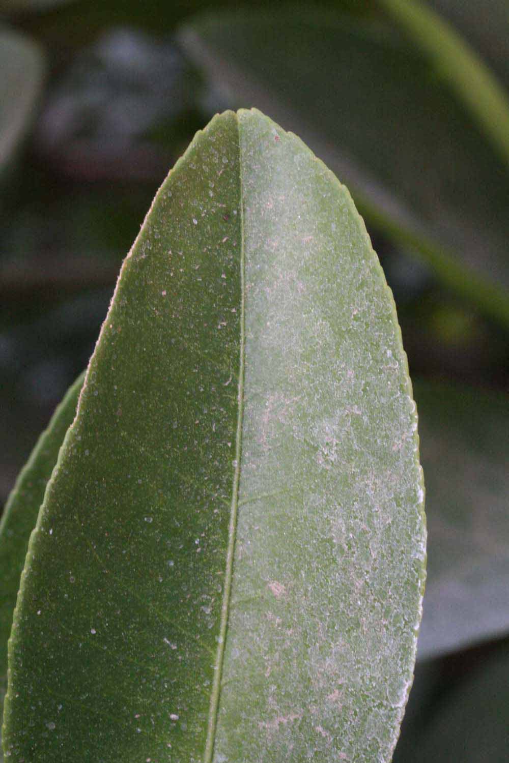              Margin (Riverside, CA)       